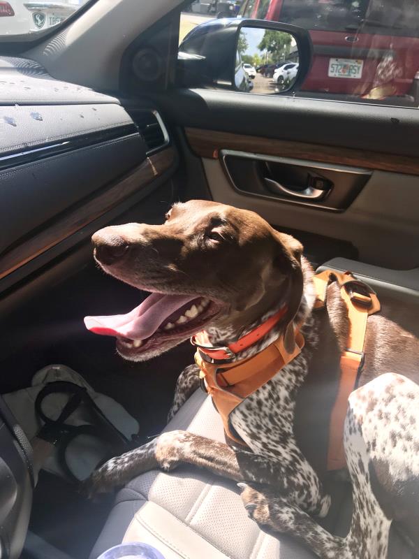 /images/uploads/southeast german shorthaired pointer rescue/segspcalendarcontest2019/entries/11376thumb.jpg
